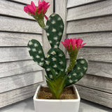 Pink Flowers Cactus