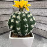 Yellow Flower Cactus